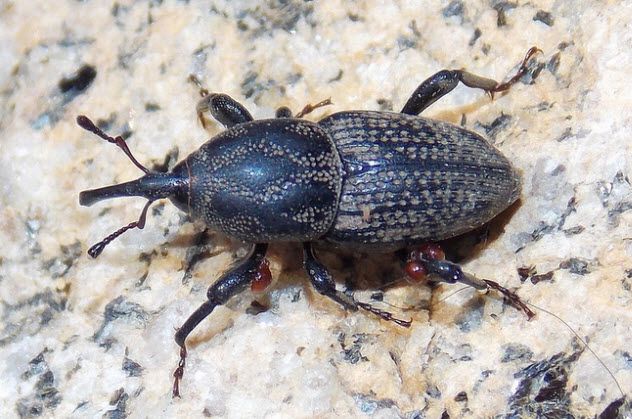 8-billbug