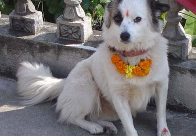6-venerated-tihar-dog