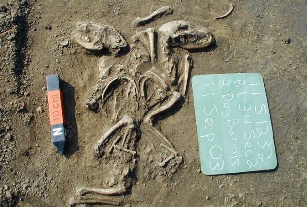 8-dog-burial-site