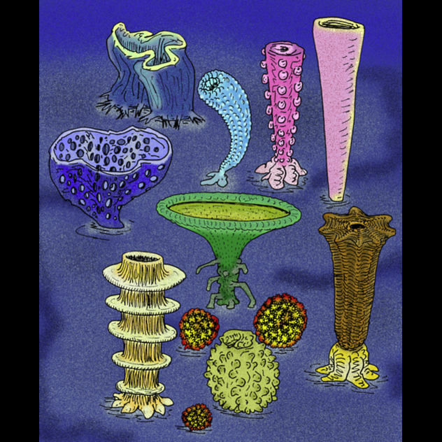 Archaeocyathids