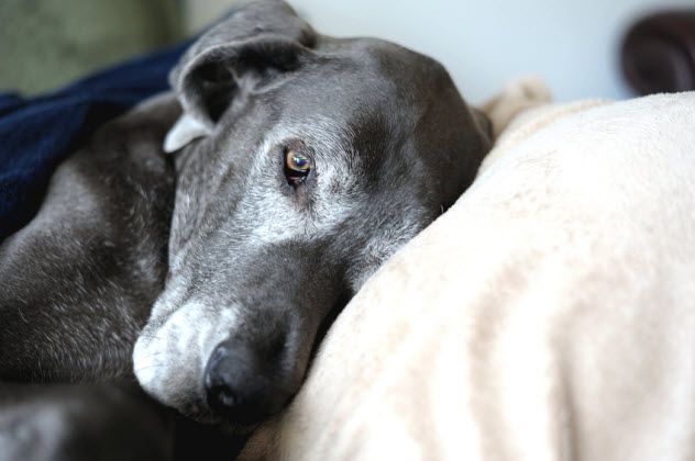 8-old-great-dane_66388587_SMALL