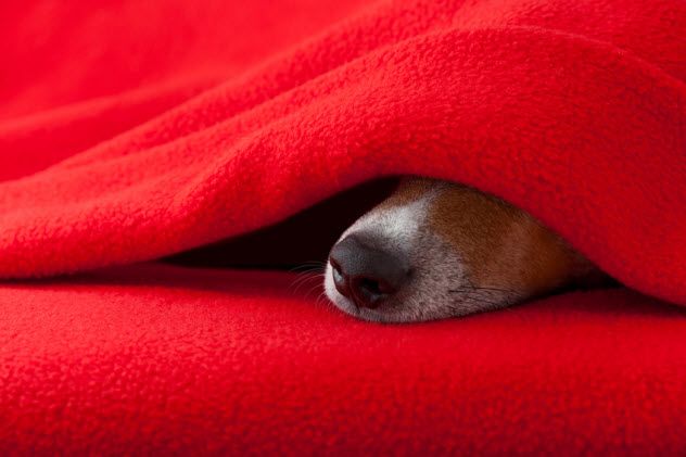 6c-sleeping-dog_81261665_SMALL