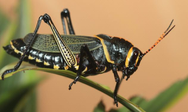 4-locust_7349966_SMALL