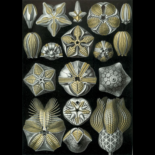 Blastozoans
