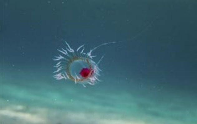 7a-immortal-jellyfish