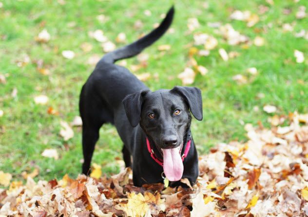 9-dog-wagging-tail_18235867_SMALL