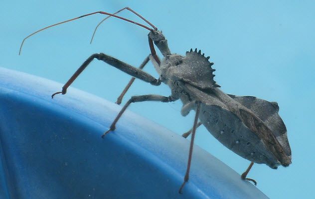 6-wheel-bug