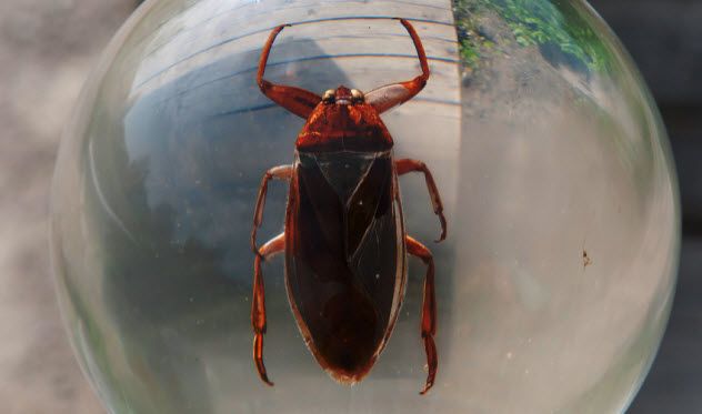 7a-giant-water-bug_90327743_SMALL