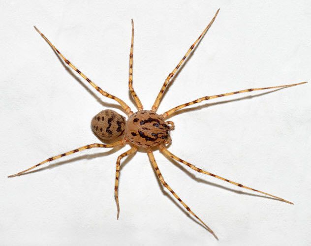 5-spitting-spider