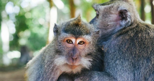 In a different experiment, macaques were presented with a chain and taught that pulling it would result in food. However, each time they pulled the chain, another macaque would receive an electric shock. It was a cruel variation of an earlier experiment done on mice—because in this case, if the macaques didn’t pull the chain, they wouldn’t be fed at all.