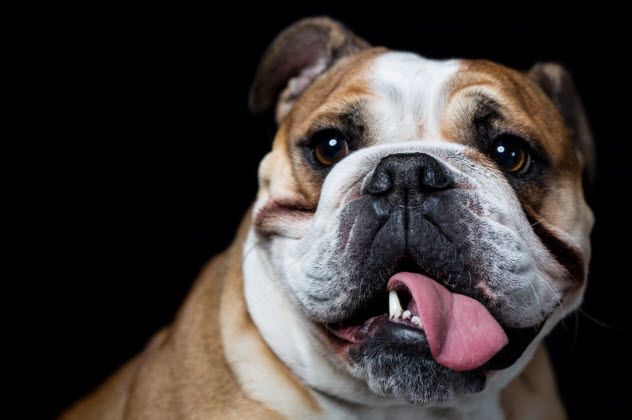 3-english-bulldog_23127326_SMALL