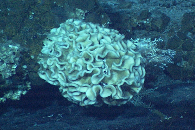 Xenophyophorea