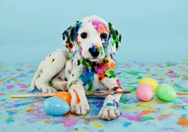 10b-easter-dog_36922364_SMALL