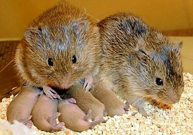 3-prairie-voles
