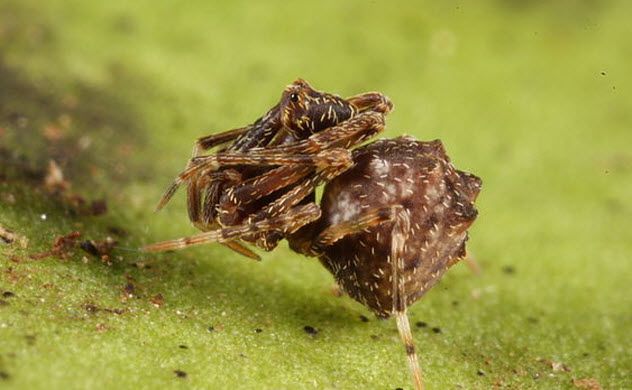 9. The Pelican Spider