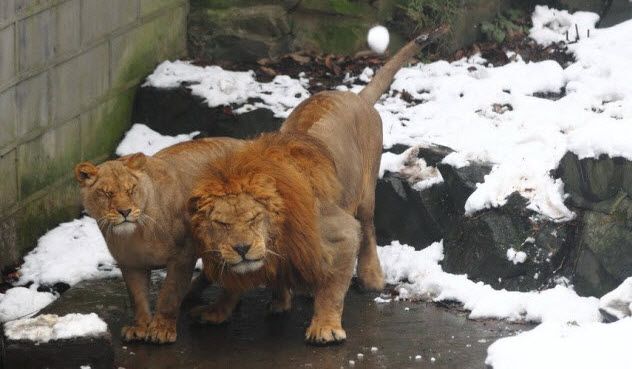 7a-two-lions-and-snowball