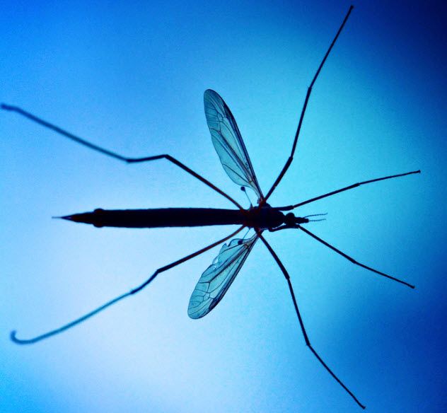 9-crane-fly_77871451_SMALL