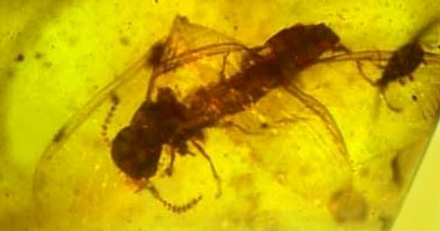 6b - Rhyniognatha hirsti
