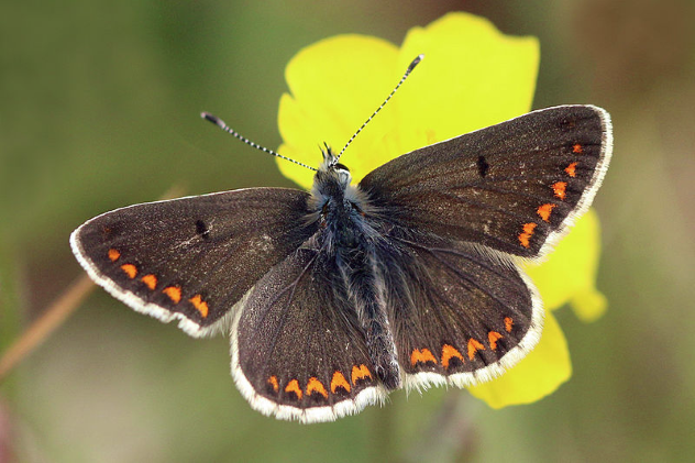 Brown Argus Butterfly