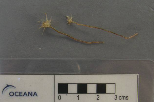 Spiculosiphon oceana
