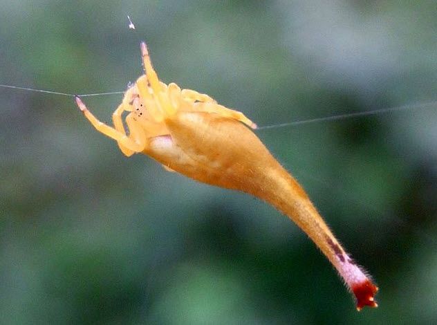 2-scorpion-tailed-spider