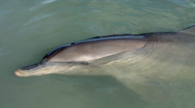 3-dolphin-sleeping_6058531_SMALL