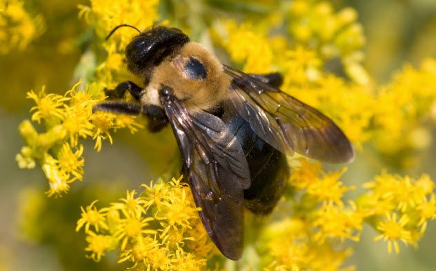 2-carpenter-bee_2163309_SMALL