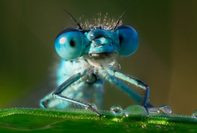 5-dragonfly-eyes_34812790_SMALL