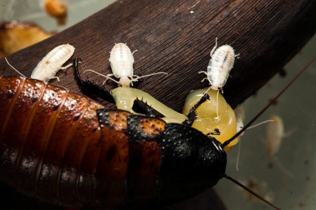 10-newborn-cockroaches_14693140_SMALL