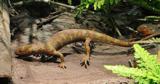 8a - Hylonomus lyelli