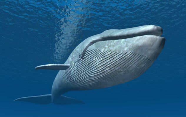 2-blue-whale_33627068_SMALL