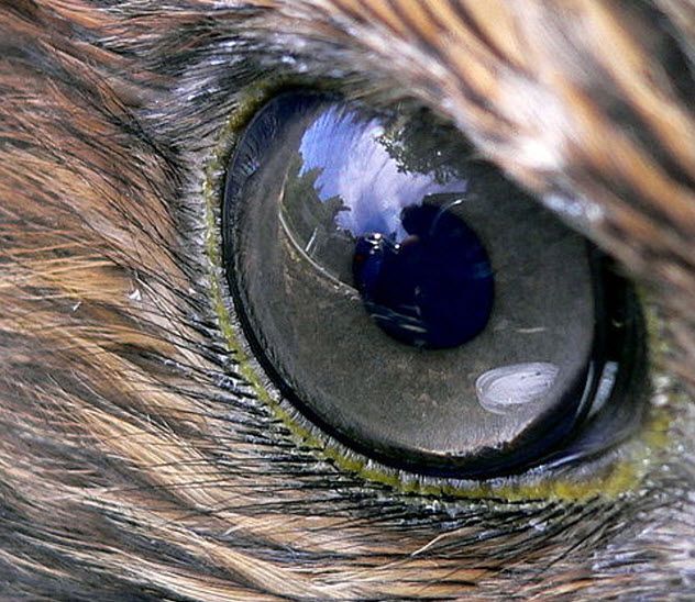 10-eagle-eye