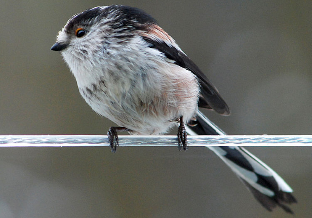 Long-tailed Tit