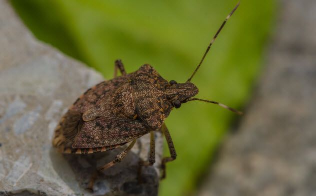 5-squash-bug_45070738_SMALL