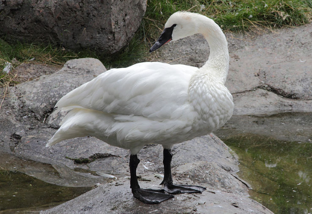 Trumpeter Swan