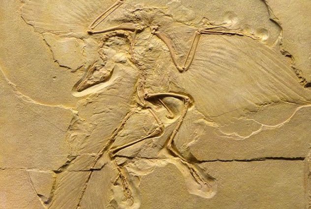 10 - Archaeopteryx lithographica