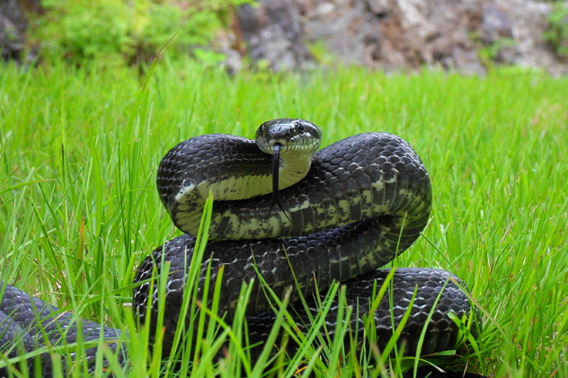 Black rat snake