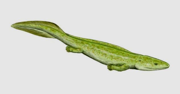 7a - Elginerpeton pancheni