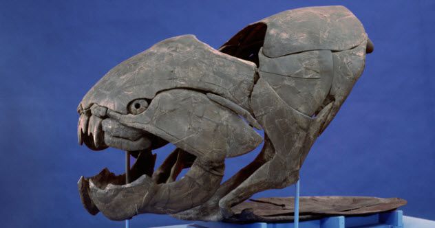 5 - Dunkleosteus terrelli