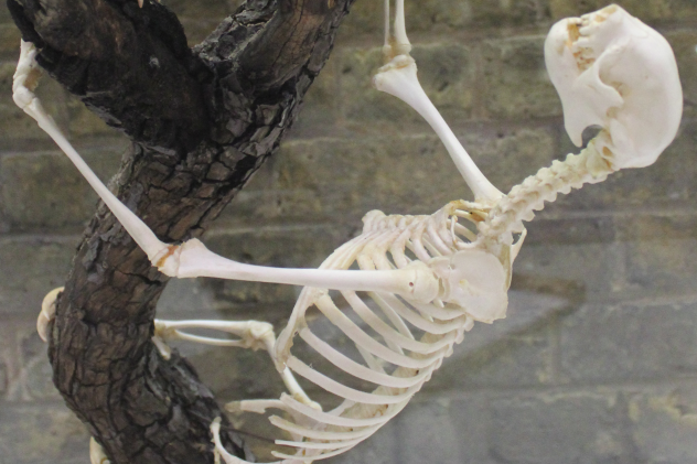 Sloth Skeleton