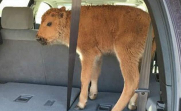 8a-baby-bison