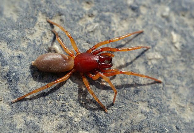 3-sowbug-killer-spider