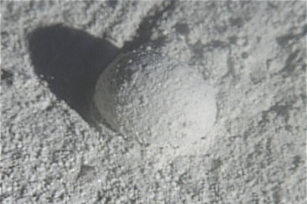 Gromia sphaerica