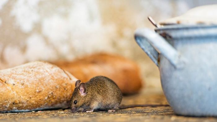 A brown mouse scurrying across a table next to a loaf of bread and a metal pot.