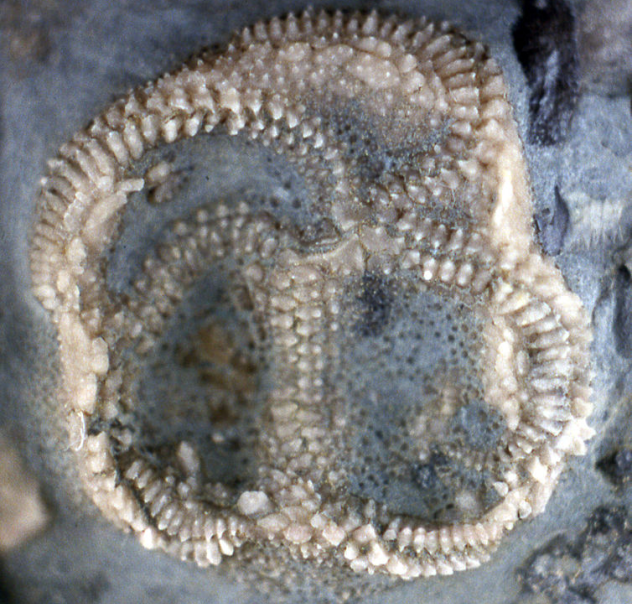 Edrioasteroid
