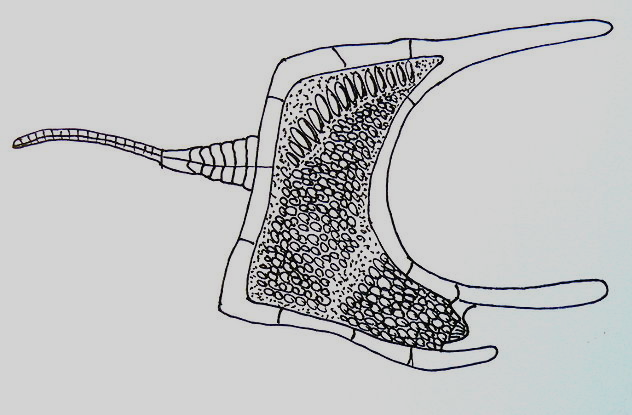 Homalozoan