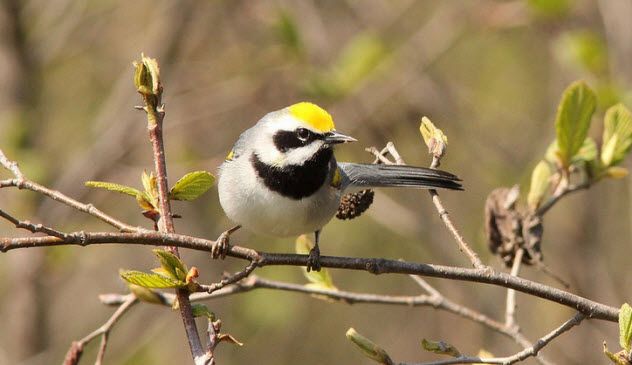 1-golden-winged-warbler