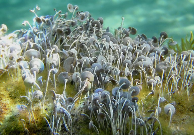 Acetabularia