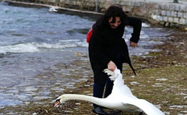 5-selfie-with-swan