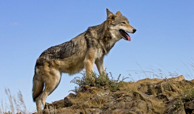 2-wolf_14702463_SMALL